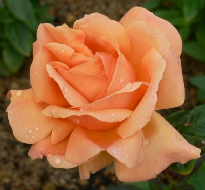 indian_summer_rose.jpg